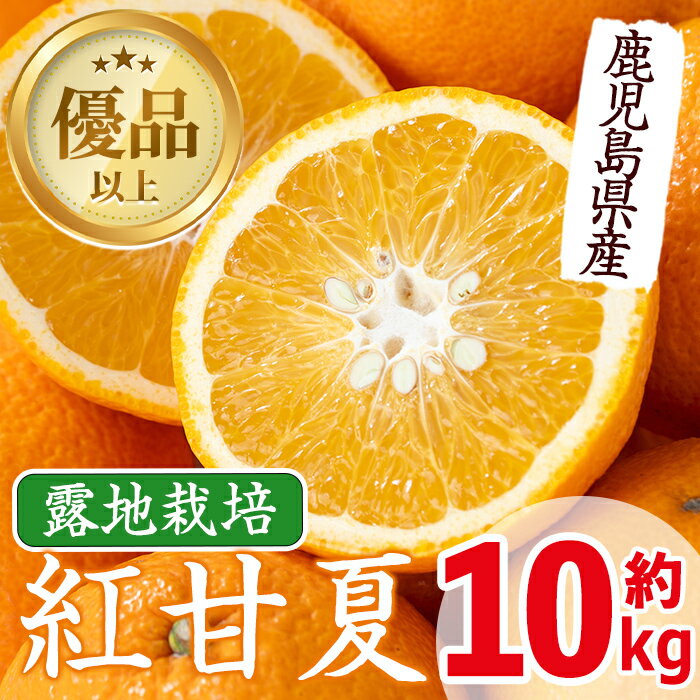 ≪2026年2月中旬〜5月中旬の間に発送≫紅甘夏(約10kg) みかん ミカン 蜜柑 果物 くだもの フルーツ 柑橘 10kg 国産 おやつ 旬 【JA鹿児島いずみ(果実課)】