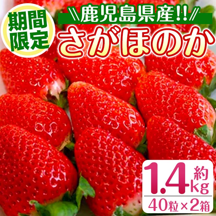 ＜2026年1月中旬以降順次発送予定＞＜ギフト用・数量限定＞ 鹿児島県産イチゴ(計約1.4kg・40粒×2箱) イチゴ 苺 さがほのか 果物 くだもの フルーツ 旬 九州産 プレゼント ギフト 贈り物 お土産 【JA鹿児島いずみ】