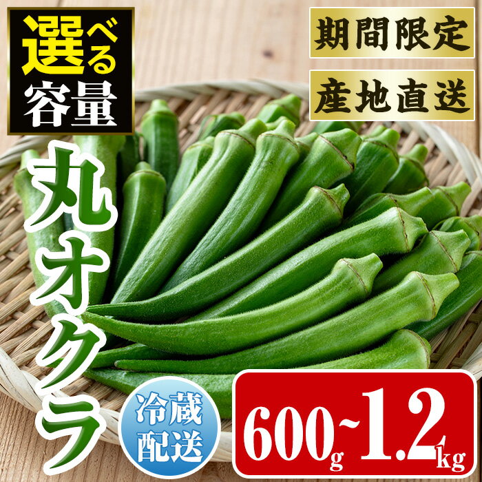 ≪容量が選べる！先行予約受付中！2026年7月下旬～10月下旬の間に発送予定≫いずみ産 丸オクラ(600g or 1.2kg) オクラ 丸オクラ おくら 野菜 夏野菜 サラダ おひたし 天ぷら 炒め物 【イーサイドライン】