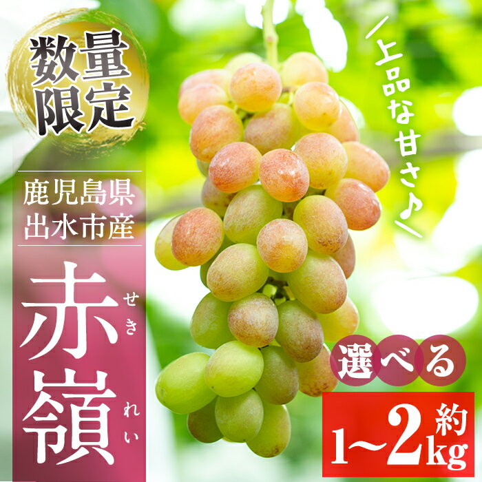 ≪数量・期間限定≫〈容量が選べる！〉赤嶺(セキレイ) (計約1kg／計約1.5kg／計約2kg) ぶどう グレープ 果物 くだもの フルーツ 葡萄 旬 糖度 上品な甘さ 歯ごたえ 冷蔵 【山門ぶどう園】