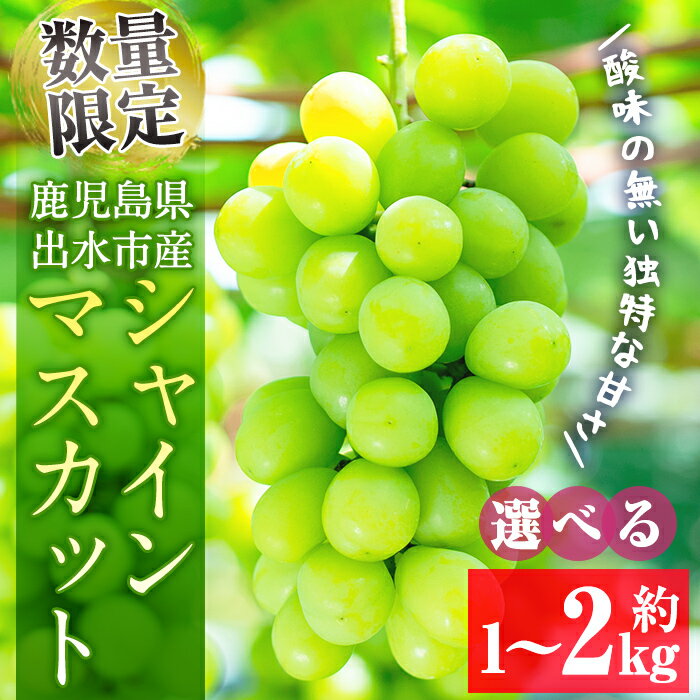 ≪数量・期間限定≫〈容量が選べる！〉シャインマスカット (計約1kg／計約1.5kg／計約2kg) 国産 鹿児島 出水市 ぶどう ブドウ 果物 くだもの フルーツ シャインマスカット 葡萄 旬 種なし 旬 歯ごたえ 冷蔵 【山門ぶどう園】