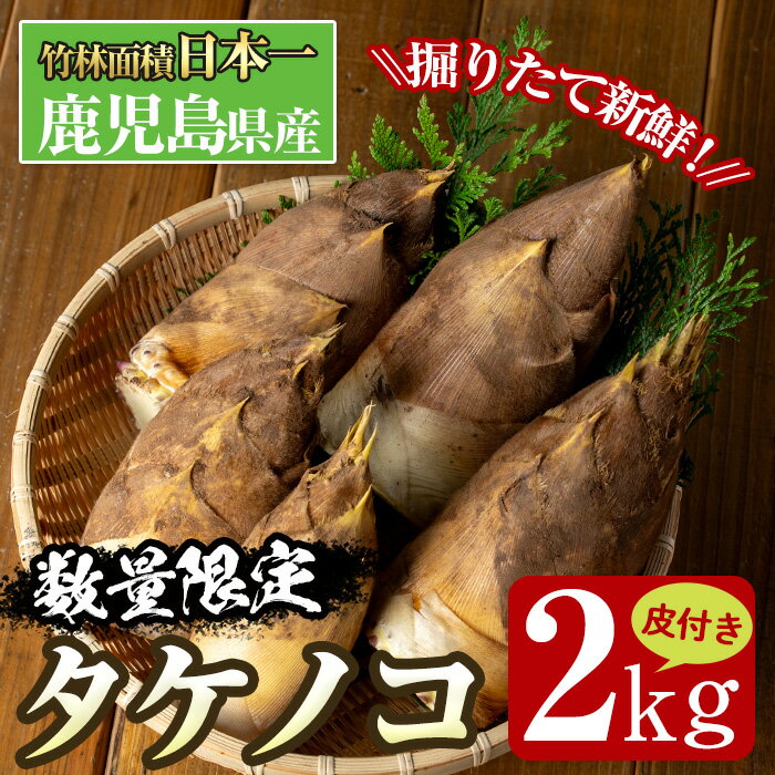 ≪数量限定！先行予約受付中！！2026年3月下旬～4月中旬の間に発送≫鹿児島県出水市産！たけのこ＜皮付き2kg＞ たけのこ 筍 タケノコ 国産 皮付き 野菜 旬 新鮮 採りたて 煮物 味噌汁 炊き込みご飯 【シンタク】