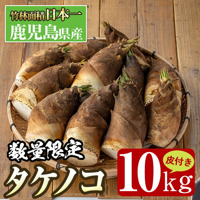 ≪数量限定！先行予約受付中！2026年4月上旬～4月中旬の間に発送予定≫鹿児島県出水市産！タケノコ＜皮付き10kg＞ たけのこ 筍 タケノコ 国産 皮付き 野菜 旬 新鮮 採りたて 煮物 味噌汁 炊き込みご飯 【シンタク】