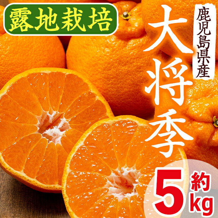 ≪先行予約受付中！2026年3月上旬より順次発送予定≫鹿児島県出水市特産！＜露地栽培＞大将季(約5kg・18～20玉) 大将季 柑橘 くだもの 鹿児島県 みかん フルーツ 旬 露地栽場 【JA鹿児島いずみ(果実課)】