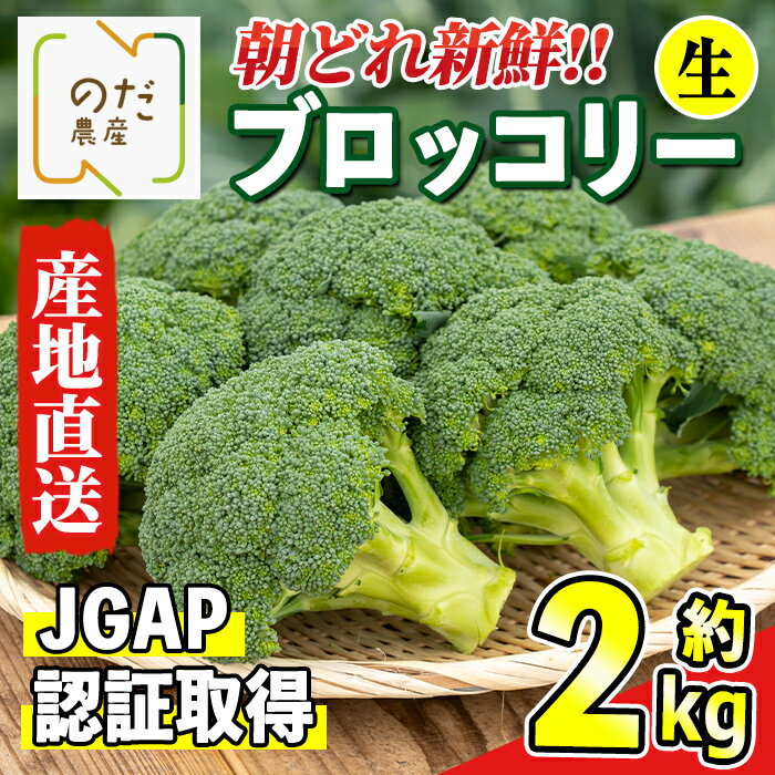 ≪2025年12月上旬～4月下旬の間に発送予定≫ ブロッコリー 約2kg (M〜L玉) 鹿児島 出水 国産 生 野菜 ブロッコリー 朝どれ 新鮮 産地直送 JGAP認証 安心安全 【のだ農産】