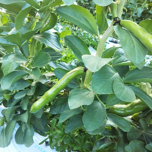 【ふるさと納税】＜2026年3月中旬以降順次発送＞そらまめ(約2kg) そら豆 ソラマメ そらまめ 野菜 旬 大容量 産地直送 冬 春 【オネファーム】 - 画像2