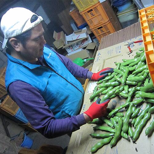 【ふるさと納税】＜2026年3月中旬以降順次発送＞そらまめ(約2kg) そら豆 ソラマメ そらまめ 野菜 旬 大容量 産地直送 冬 春 【オネファーム】 - 画像3