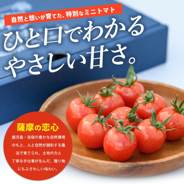 【ふるさと納税】鹿児島県指宿市産さくらんぼトマト 薩摩の恋心(35個入) フルーツトマト プチトマト ミニトマト 野菜 とまと トマト プチぷよ あまい 旬 ギフト 贈答品 【シナジーブリーディング】 - 画像2