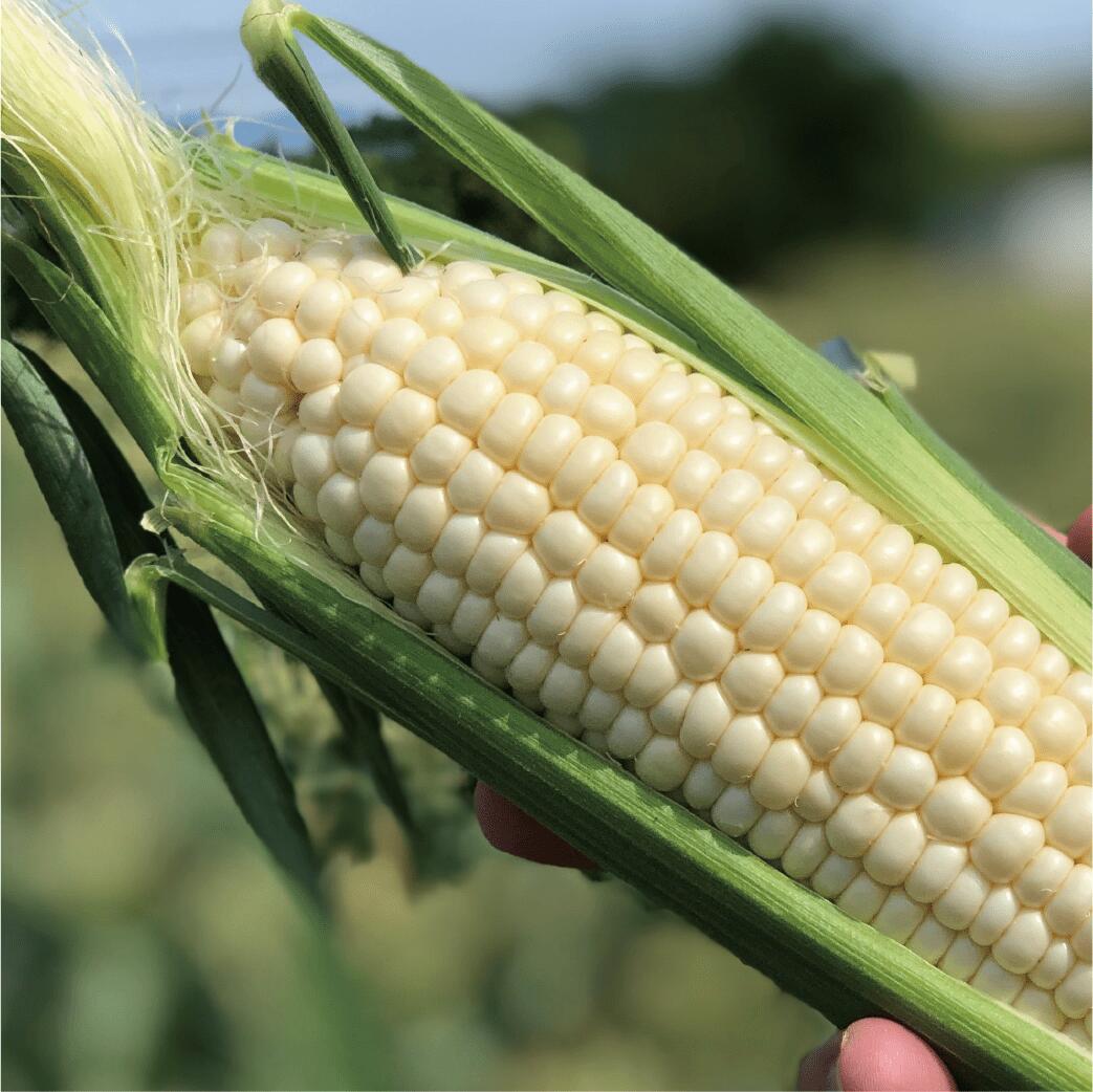 【ふるさと納税】＜先行予約受付中！2026年5月中旬以降順次発送＞南国指宿産ホワイトコーン(10本入り)皮付き新鮮！甘くてジューシーな白いとうもろこし 生でもおいしい トウモロコシ 旬 新鮮 皮つき シャキシャキ 糖度抜群 野菜 国産 鹿児島県産【わくわくファームたがわ】 - 画像2