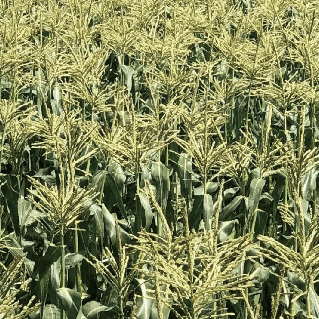 【ふるさと納税】＜先行予約受付中！2026年5月中旬以降順次発送＞南国指宿産ホワイトコーン(10本入り)皮付き新鮮！甘くてジューシーな白いとうもろこし 生でもおいしい トウモロコシ 旬 新鮮 皮つき シャキシャキ 糖度抜群 野菜 国産 鹿児島県産【わくわくファームたがわ】 - 画像3