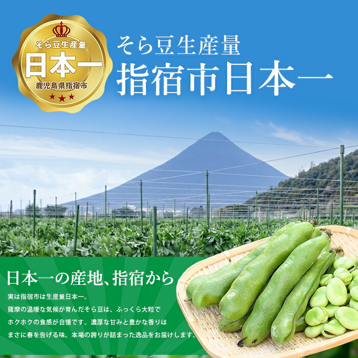 【ふるさと納税】＜2026年2月下旬以降順次発送＞鹿児島県指宿市産 そら豆 約2kg M・Lサイズ混合 そら豆 ソラマメ 鹿児島県産 指宿産 朝採れ 野菜 国産 新鮮 朝取り 豆類 おつまみ おかず【西村商店】 - 画像2