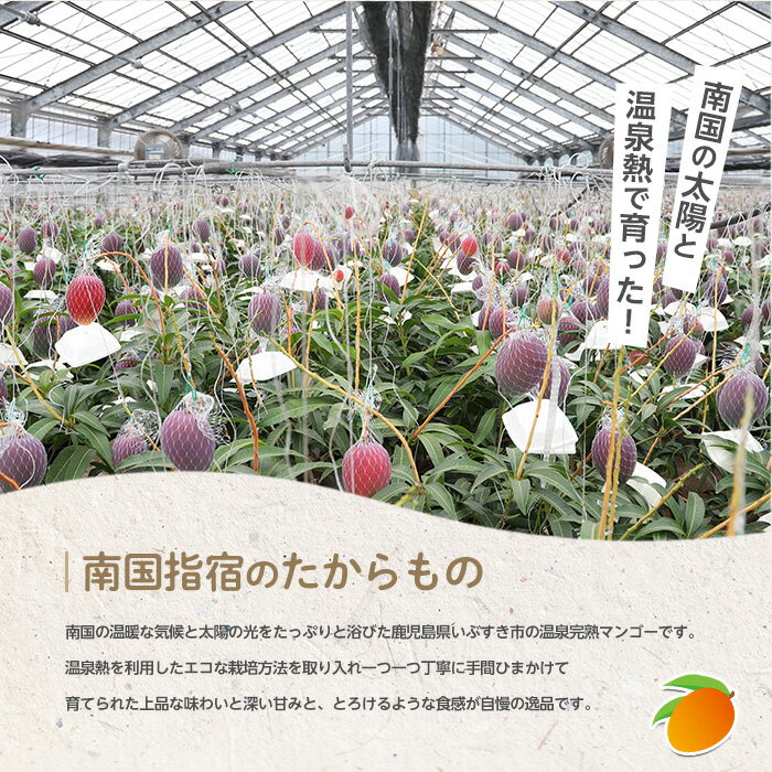 【ふるさと納税】＜先行予約 2026年7月中旬～＞ 指宿産 温泉完熟マンゴー約1kg(2〜3玉) 鹿児島 指宿市 マンゴー 果物 くだもの フルーツ スムージー 完熟 夏 旬 いぶすき【トロピカルフルーツ&プランツ】 サムネイル2