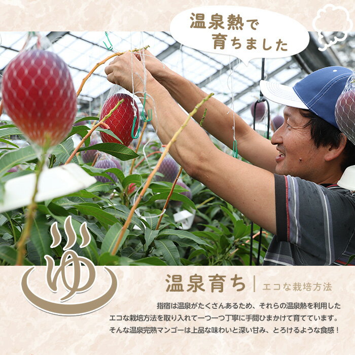 【ふるさと納税】＜先行予約 2026年7月中旬～＞ 指宿産 温泉完熟マンゴー約1kg(2〜3玉) 鹿児島 指宿市 マンゴー 果物 くだもの フルーツ スムージー 完熟 夏 旬 いぶすき【トロピカルフルーツ&プランツ】 サムネイル3