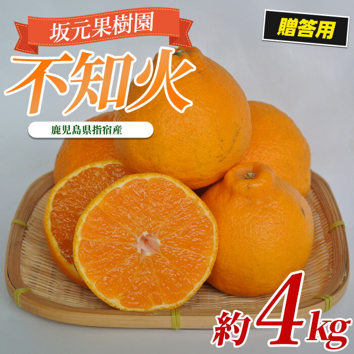 ＜期間限定！2026年2月上旬頃以降順次発送＞数量限定！坂元さんちの不知火(約4kg・10～12玉)恵まれた自然の中で育てた、濃厚な甘さが特徴の人気品種！ 鹿児島 不知火 みかん 柑橘 フルーツ 果物 ギフト 贈り物 プレゼント 贈答用 化粧箱【坂元果樹園】