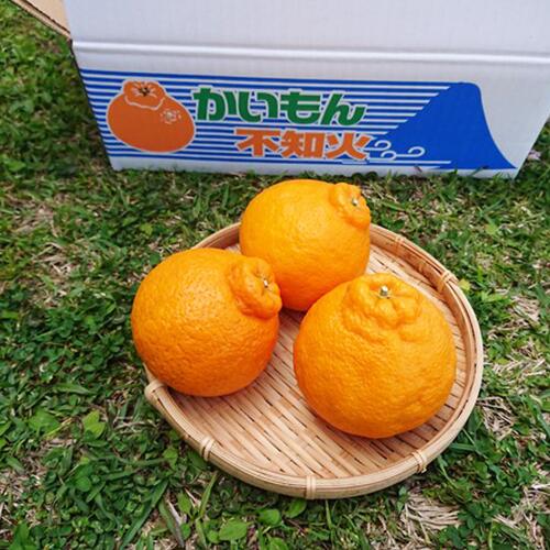 【ふるさと納税】＜期間限定！2026年1月上旬頃以降順次発送＞鹿児島県指宿市産のみかん！かいもん不知火(約3kg) 不知火 しらぬい みかん ミカン 柑橘類 フルーツ 果物 旬 大容量 冬 春 【迫田果樹園】 サムネイル2