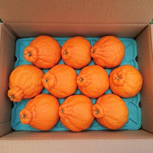 【ふるさと納税】＜期間限定！2026年1月上旬頃以降順次発送＞鹿児島県指宿市産のみかん！かいもん不知火(約3kg) 不知火 しらぬい みかん ミカン 柑橘類 フルーツ 果物 旬 大容量 冬 春 【迫田果樹園】 サムネイル3