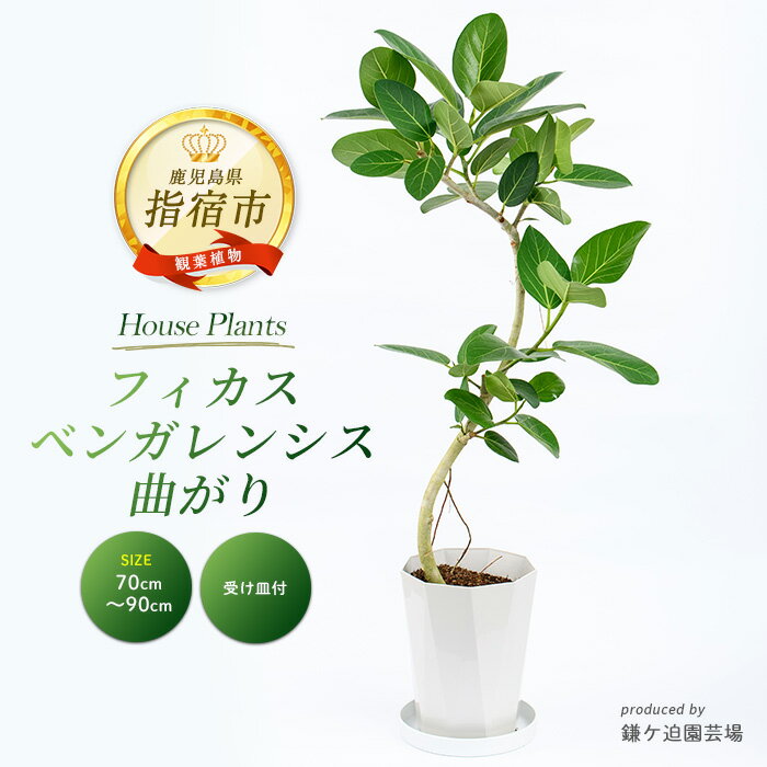 フィカス・ベンガレンシス曲がり(全体70cm～90cm・ジュエル鉢・受け皿付き) ※北海道・沖縄・離島配送不可※ 観葉植物 植物 鉢付 インテリア 室内 オフィス おしゃれ プレゼント ギフト【鎌ヶ迫園芸場】