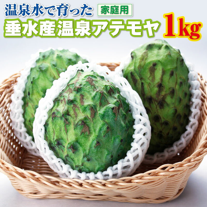 訳あり フルーツ アテモヤ 家庭用 1kg 2〜5玉でお届け 期間限定 果物 森の アイスクリーム と呼ばれる甘くてなめらかな食感の トロピカルフルーツ トロピカル 南国 チェリモヤ バンレイシ 珍しい 鹿児島県【財宝】A1-22548