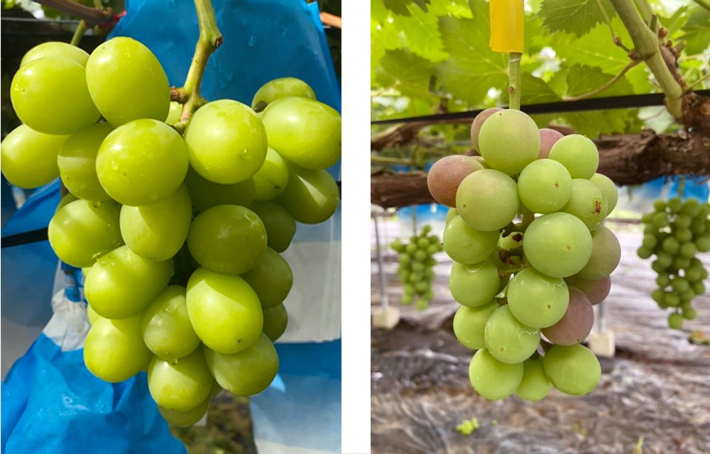 【ふるさと納税】【数量限定】【先行予約】鹿児島県産シャインマスカット 計1kg マスカット ぶどう マスカット ぶどう ブドウ 葡萄 山口観光農園 山口ぶどう園 果物 くだもの フルーツ 産地直送 鹿児島県 薩摩川内市 冷蔵 送料無料 - 画像2