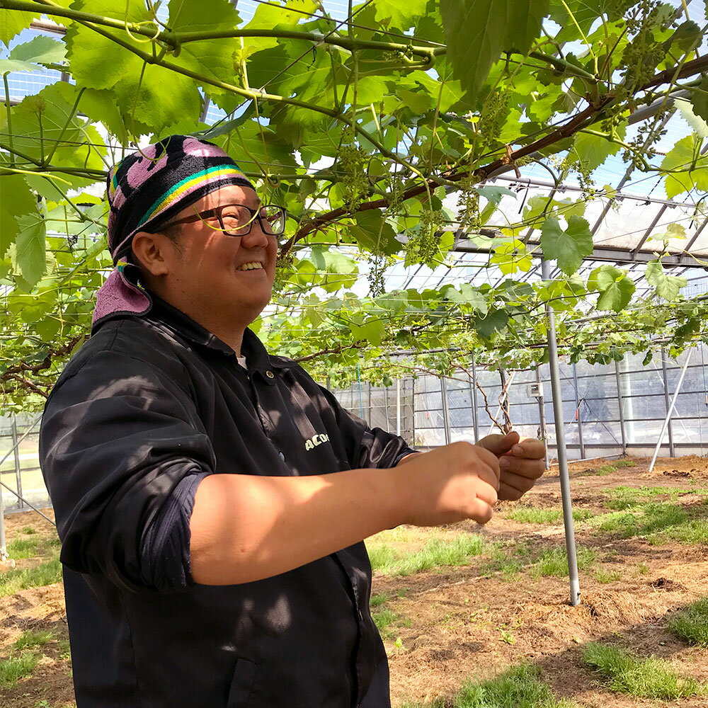 【ふるさと納税】【数量限定】【先行予約】鹿児島県産シャインマスカット 計1kg マスカット ぶどう マスカット ぶどう ブドウ 葡萄 山口観光農園 山口ぶどう園 果物 くだもの フルーツ 産地直送 鹿児島県 薩摩川内市 冷蔵 送料無料 - 画像3