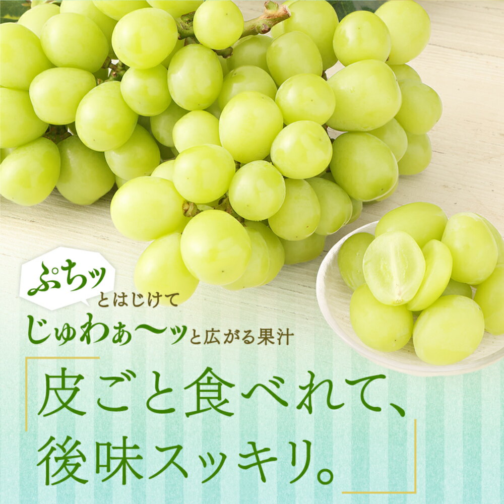 【ふるさと納税】【先行予約】 【選べる容量】 鹿児島県産シャインマスカット 1kg(1～4房) 2kg(2～6房)「2026年7月下旬より順次出荷予定」 数量限定 期間限定 ぶどう ブドウ 葡萄 上野ぶどう園 上野農園 元営農指導員 フルーツのまち 鹿児島県 薩摩川内市 送料無料 サムネイル3