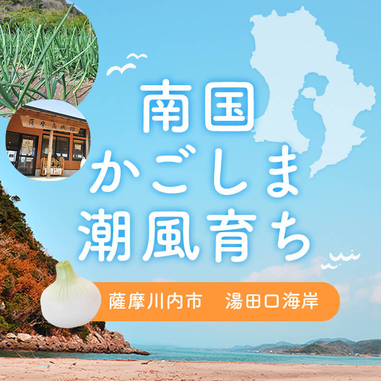 【ふるさと納税】 湯田口海岸産 塩たまねぎ 約3kg 【3月以降順次発送】【3月31日まで申込受付】 新玉ねぎ 玉ねぎ 塩玉ねぎ 鹿児島県 薩摩川内市 送料無料 塩たまねぎ 塩タマネギ 塩玉葱 新玉ねぎ 新たまねぎ 新タマネギ 新玉葱 塩浜地区 - 画像2