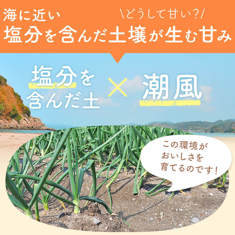 【ふるさと納税】 湯田口海岸産 塩たまねぎ 約3kg 【3月以降順次発送】【3月31日まで申込受付】 新玉ねぎ 玉ねぎ 塩玉ねぎ 鹿児島県 薩摩川内市 送料無料 塩たまねぎ 塩タマネギ 塩玉葱 新玉ねぎ 新たまねぎ 新タマネギ 新玉葱 塩浜地区 - 画像3