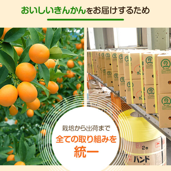 【ふるさと納税】JA北さつまのきんかん「いりき」250g×15袋 季節限定 1月より順次お届け キンカン 金柑 薩摩川内市特産品 フルーツ金柑 ハウスきんかん 北さつま農業協同組合 北さつま農協 サムネイル3