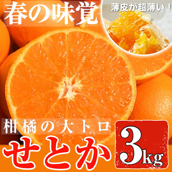 ＜先行予約受付中！2026年2月下旬〜3月下旬までの間に発送＞みかんの大トロ！幻の柑橘「せとか」(約3kg) みかん ミカン 柑橘 せとか 青果 果実 鹿児島 常温 常温保存【黒川農園】