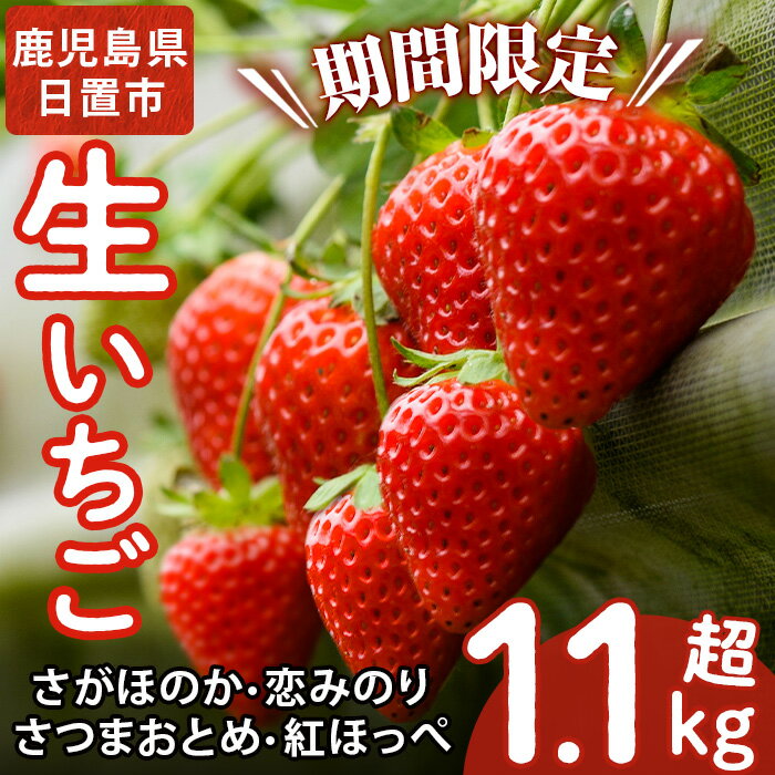 ＜先行予約受付中！＞ 鹿児島県産生いちご「さがほのか・恋みのり・さつまおとめ・紅ほっぺ」からお届け！(合計1.1kg超・280g×2P×2箱) 国産 九州産 苺 イチゴ フルーツ 果物 果実【片平観光農園】