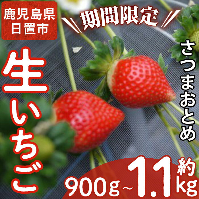＜先行予約受付中！容量選べる！＞鹿児島県産生いちご！さつまおとめ(計約900g/約1.1kg) 国産 九州産 いちご 苺 イチゴ フルーツ 果物 果実 楽天限定【片平観光農園】