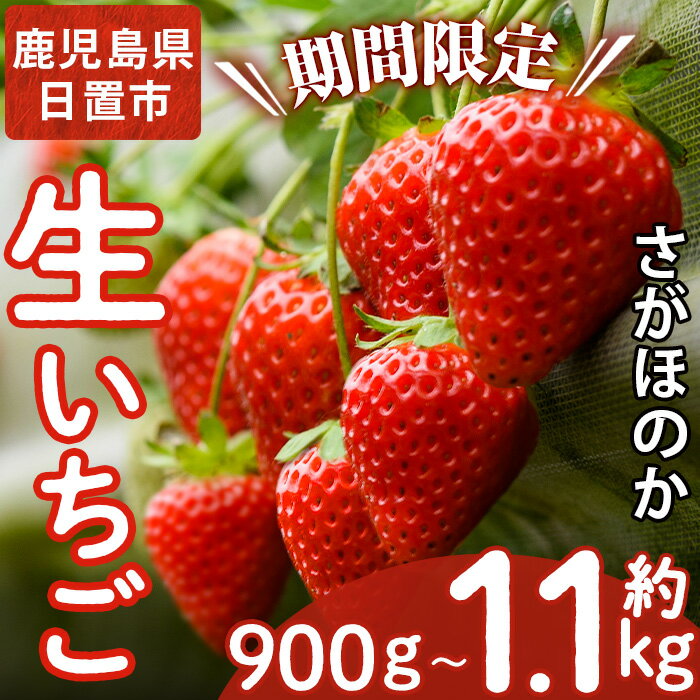 ＜先行予約受付中！容量選べる！＞鹿児島県産生いちご！さがほのか(計約900g/約1.1kg) 国産 九州産 いちご 苺 イチゴ フルーツ 果物 果実 楽天限定【片平観光農園】