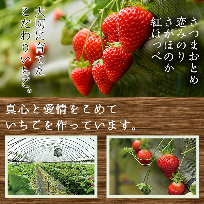 【ふるさと納税】＜先行予約受付中！＞ 鹿児島県産生いちご「さがほのか・恋みのり・さつまおとめ・紅ほっぺ」からお届け！(合計1.1kg超・280g×2P×2箱) 国産 九州産 苺 イチゴ フルーツ 果物 果実【片平観光農園】 サムネイル3
