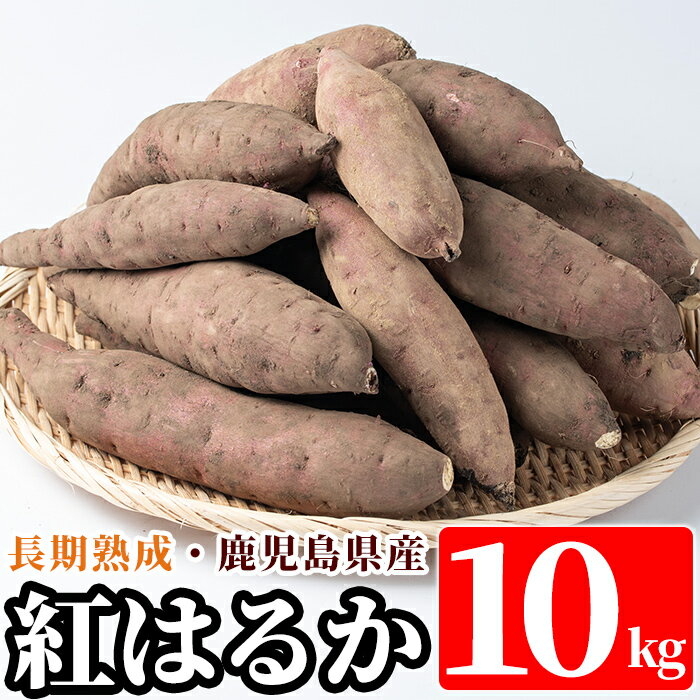 鹿児島県産＜紅はるか＞土付き(10kg)さつまいも サツマイモ さつま芋 紅はるか 生芋【フレッシュジャパン鹿児島】