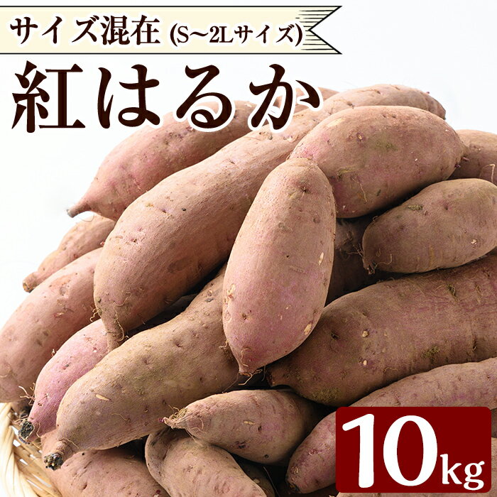 《数量限定》紅はるか10kg(生芋) さつまいも サツマイモ 芋 さつま芋 熟成 【泉真一朗】