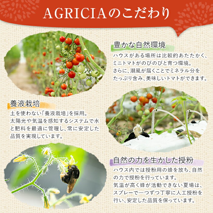 【ふるさと納税】《期間限定》ミニトマト (4kg) 国産 鹿児島県産 トマト ミニトマト 野菜 やさい 生野菜 新鮮 朝採れ 朝採り 旬 期間限定 サラダ お弁当 【(株)AGRICIA】 - 画像3