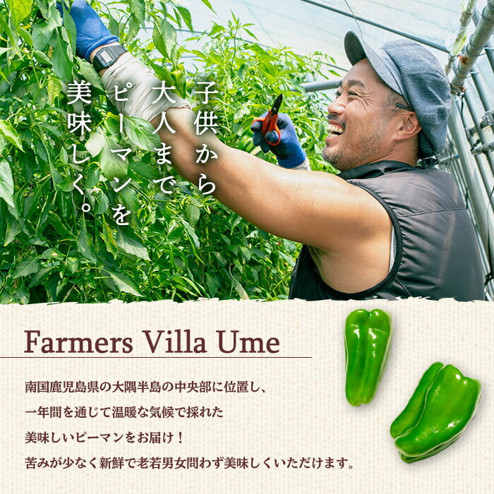 【ふるさと納税】志布志産ピーマン(1kg) ピーマン 野菜 やさい ぴーまん 新鮮 常温 常温保存 おかず 詰め合わせ 銀賞 銀賞受賞 野菜ソムリエサミット 【Farmers Villa Ume】p8-149 - 画像3