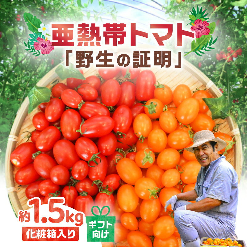 【2026年先行予約】 亜熱帯トマト 野生の証明 化粧箱入 ギフト向け 約1.5kg トマト 奄美大島産 フルーツトマト ミニトマト 甘い 野菜 贈答用 化粧箱 サラダ おやつ おつまみ 南国 安田商店 鹿児島 奄美市 おすすめ ランキング プレゼント ギフト
