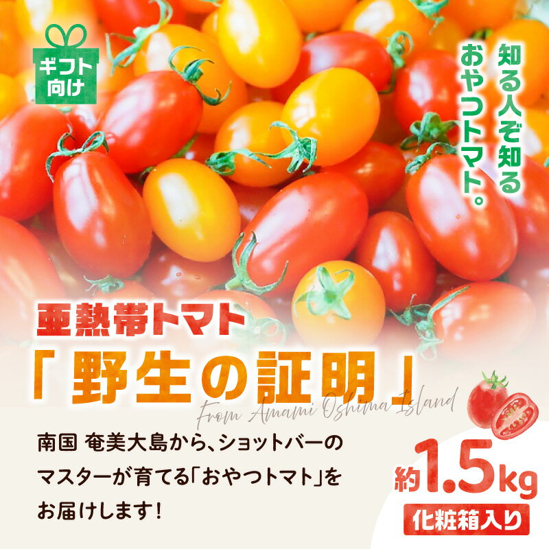 【ふるさと納税】【2026年先行予約】 亜熱帯トマト 野生の証明 化粧箱入 ギフト向け 約1.5kg トマト 奄美大島産 フルーツトマト ミニトマト 甘い 野菜 贈答用 化粧箱 サラダ おやつ おつまみ 南国 安田商店 鹿児島 奄美市 おすすめ ランキング プレゼント ギフト - 画像2