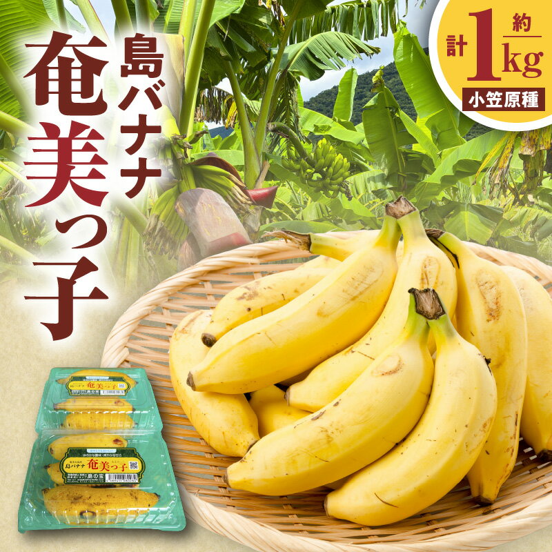 【期間限定】 島バナナ 奄美っ子 小笠原種 約1kg 500g × 2P 限定 バナナ 小ぶり 濃厚 甘い 美味しい フルーツ 果物 果実 デザート 朝ごはん 朝食 島の宝合同会社 ふるさと納税 鹿児島 奄美市 おすすめ ランキング プレゼント ギフト