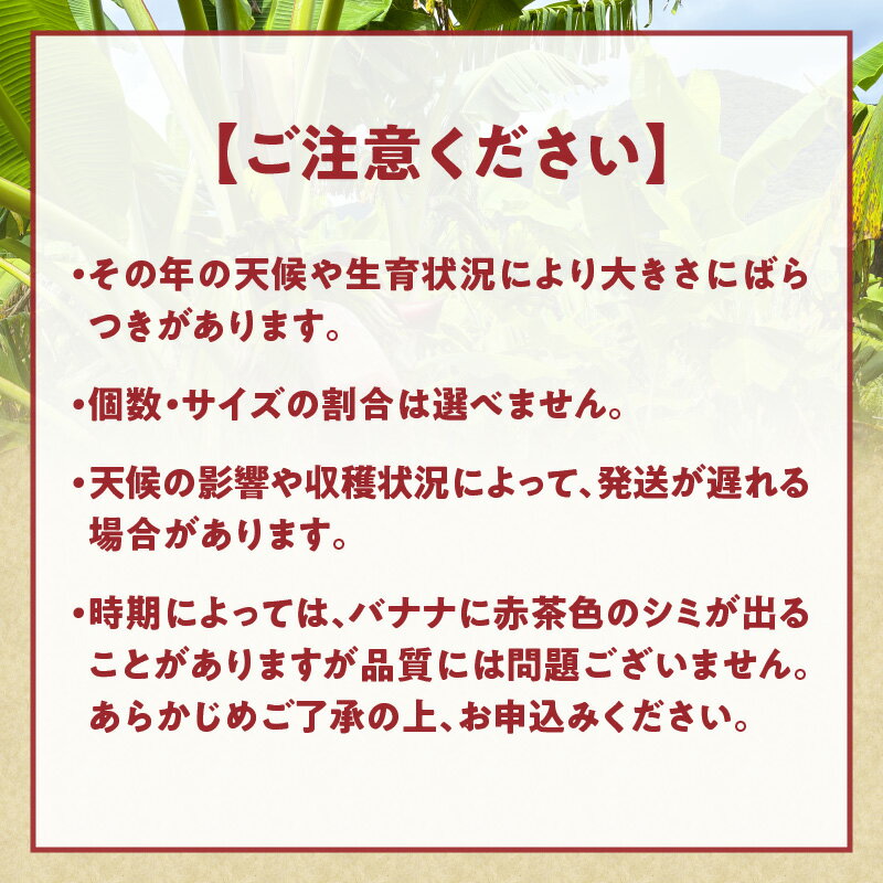 【ふるさと納税】【期間限定】 島バナナ 奄美っ子 小笠原種 約1kg 500g × 2P 限定 バナナ 小ぶり 濃厚 甘い 美味しい フルーツ 果物 果実 デザート 朝ごはん 朝食 島の宝合同会社 ふるさと納税 鹿児島 奄美市 おすすめ ランキング プレゼント ギフト サムネイル2