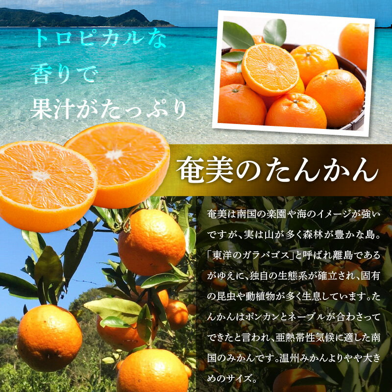 【ふるさと納税】【2026年先行予約】＜選べる＞ 奄美のたんかん 家庭用 5kg or 贈答用 3kg 皮むき器 観光情報誌付 たんかん 果物 フルーツ 柑橘 奄美産 国産 数量 期間 限定 自宅用 みしょらんガイド 美味しい しーま 鹿児島 奄美市 おすすめ ランキング プレゼント ギフト サムネイル3