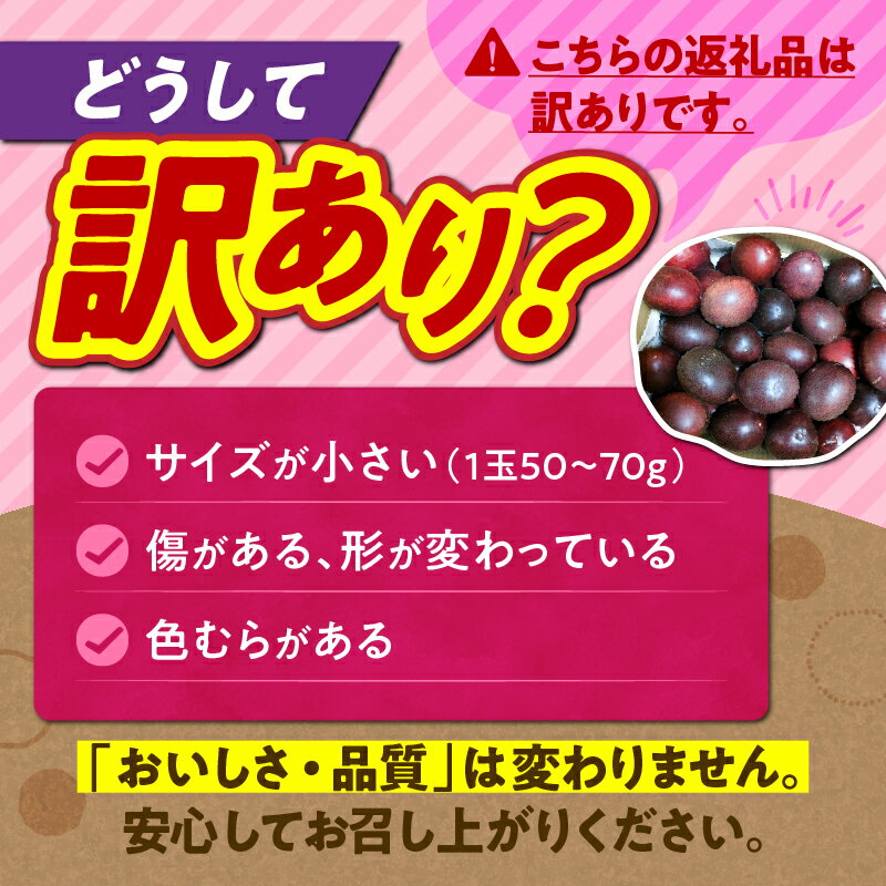 【ふるさと納税】【2026年先行予約】 奄美 パッションフルーツ 訳あり品 2kg 30個前後 パッション フルーツ 果物 南国 デザート 訳あり わけあり 期間限定 限定 美味しい カクテル ヨーグルト サラダ orietty's farm 鹿児島 奄美市 おすすめ ランキング プレゼント ギフト サムネイル2