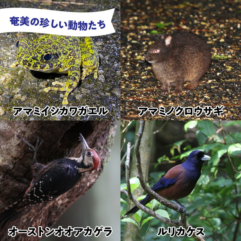 【ふるさと納税】鹿児島県奄美市の対象施設で使える楽天トラベルクーポン 寄付額100,000円 ホテル 旅館 宿泊予約 旅行 予約 宿泊 連泊 観光 国内 旅行クーポン 宿泊券 旅行券 チケット 春 夏 秋 冬 ビジネス 出張 サムネイル3