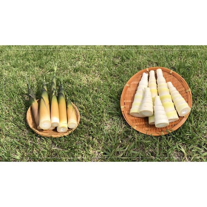 【ふるさと納税】【2026年お届け】大名筍3kg（約15本）（硫黄島産）と焼酎みしま村720mlのセット - 画像3