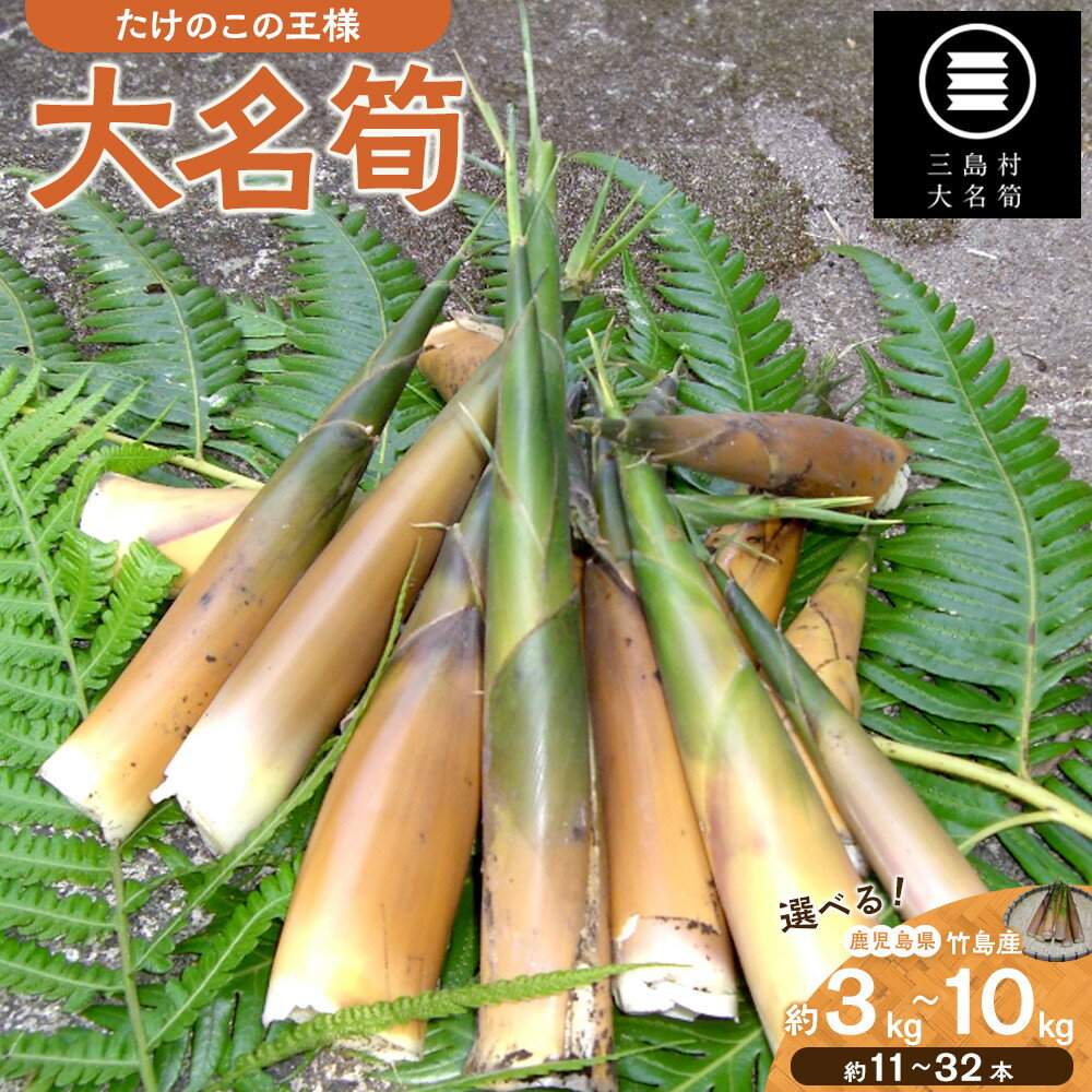 選べる容量3種【2026年お届け】大名筍 ( 竹島産 ) 3kg 5kg 10kg | 先行受付 アク抜き不要 筍の王様 高級食材 絶品 たけのこ タケノコ 筍 竹の子 野菜 やさい 山菜 人気 送料無料 鹿児島県 鹿児島 九州