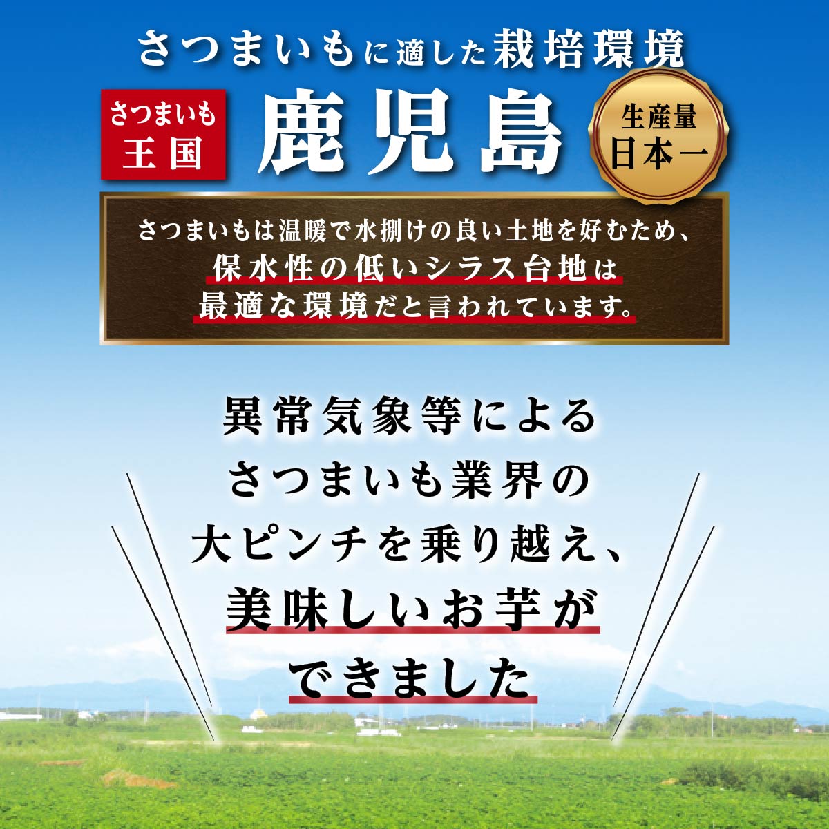 【ふるさと納税】 紅はるか 冷凍 焼き芋 計1kg 500g×2袋 | ふるさと納税 焼き芋 紅はるか べにはるか さつまいも 無添加 無着色 国産 スイーツ お菓子 おやつ 鹿児島 大崎町 ふるさと 人気 送料無料 - 画像2