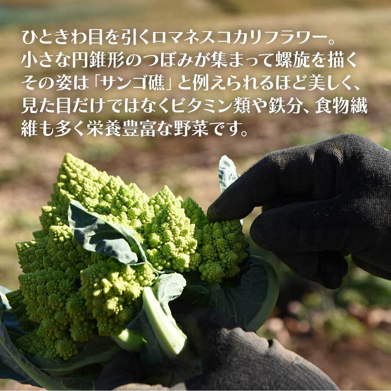 【ふるさと納税】野菜 ロマネスコカリフラワー 国産 冷凍カリフラワー 選べる内容量 | 鹿児島県産 国産カリフラワー 冷凍 カリフラワー 瞬間冷蔵 収穫 カット 緑黄色野菜 冷凍野菜 カット野菜 時短 弁当 簡単 便利 美容 お徳用 朝食 奥様 おすすめ 鹿児島県大崎町 - 画像2