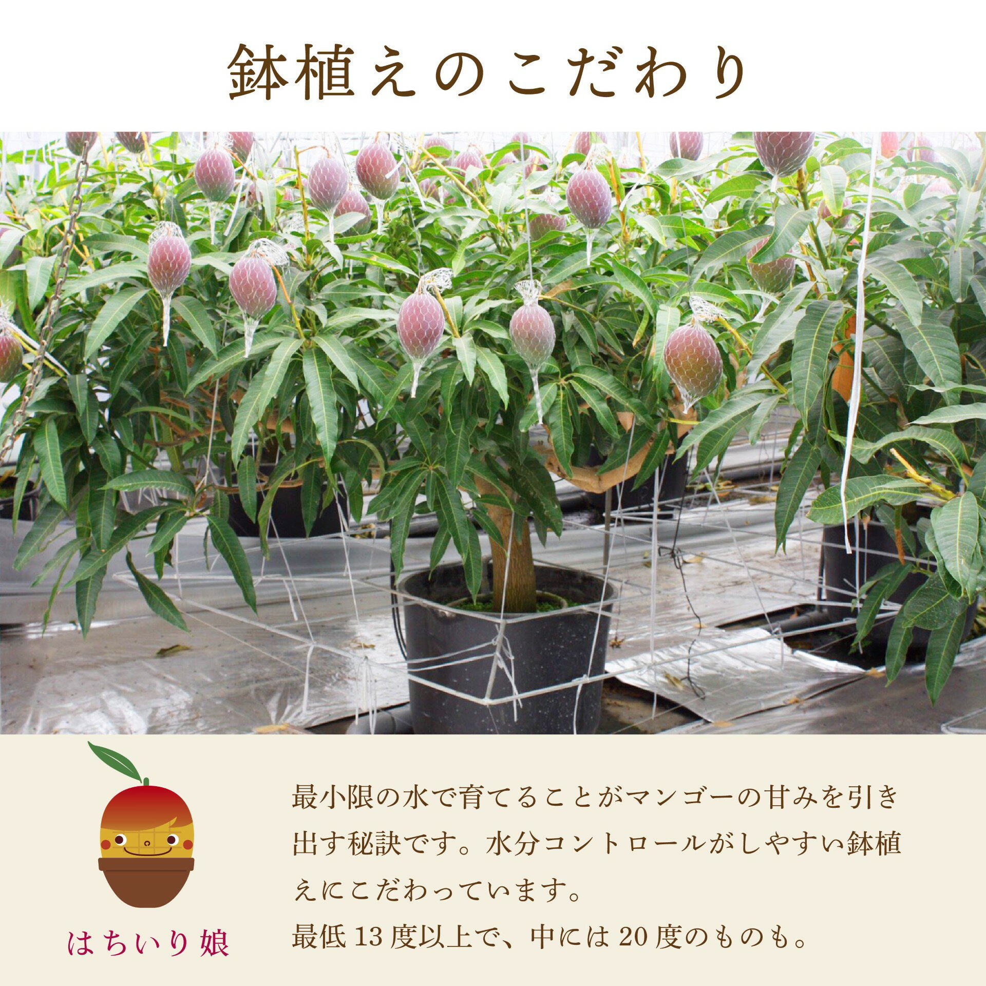 【ふるさと納税】【 数量限定 】 選べる容量 はちいり娘 冷凍 完熟 カットマンゴー | マンゴー フルーツ 果物 大崎町 鹿児島県 お土産 送料無料 鹿児島県大崎町 鹿児島 お取り寄せ 取り寄せ 特産品 支援 マンゴ ご当地 グルメ 大崎 お取り寄せフルーツ 果実 サムネイル3