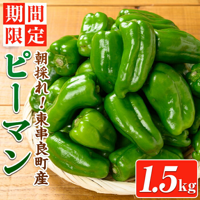 ＜期間限定＞物産館おススメ！東串良町産 朝採れピーマン(1.5kg) ピーマン 野菜 やさい ぴーまん 新鮮 常温 常温保存 常温配送 【東串良物産館ルピノンの里】【0085929a】